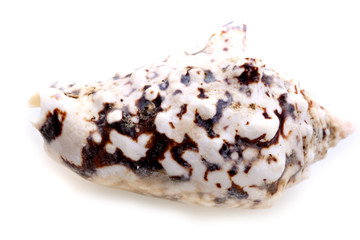 Sea shels isolated