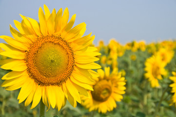 Fototapeta premium sunflower in the field