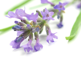 Obraz premium Lavandula officinalis on white background
