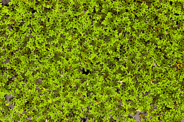 Moss in the water