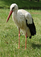 Stork on the lawn