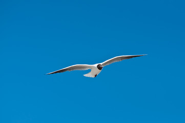 seagull flying