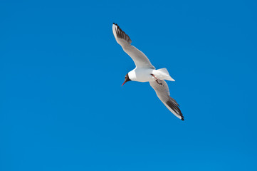 seagull flying