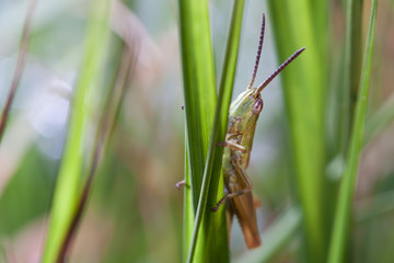 cavalletta sul filo di erba