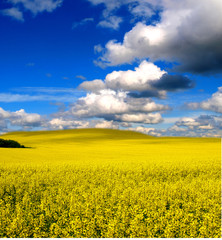 Obraz premium yellow field with oil seed rape