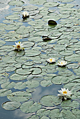 Lily Pond