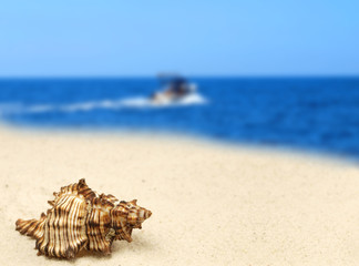 Obraz na płótnie Canvas Sea shell on the beach