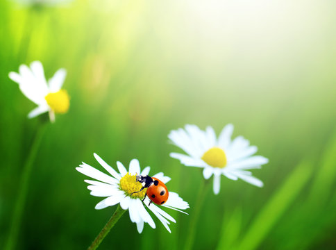 Ladybug on daysies flowers