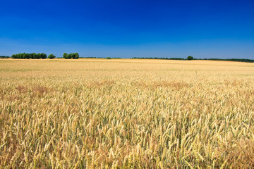 Weizenfeld, cornfield