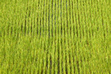 Paddy field background