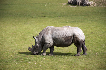 Obraz premium Rhinocéros