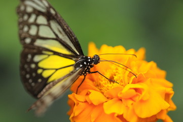 The butterfly