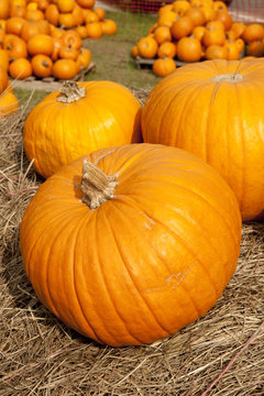 Thanksgiving Halloween Fall Pumpkins