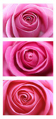 Pink Roses collage