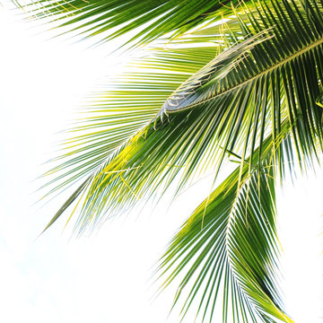 Fototapeta Palm Tree Leaf