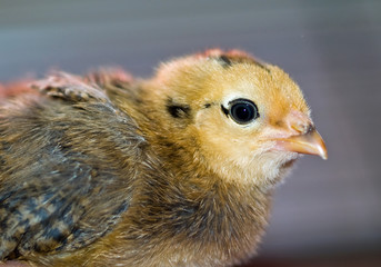 Little yellow and orange fuzzy chick portrait