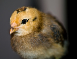 Little yellow and orange fuzzy chick portrait