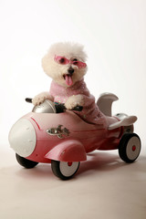 funny dog photos