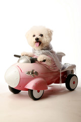 Fifi goes for a ride, in her Rocket Car