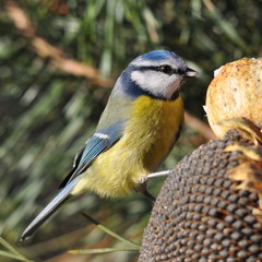 blue tit with seed