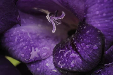 Wandaufkleber Lila Gladiolenblüte © Vidady