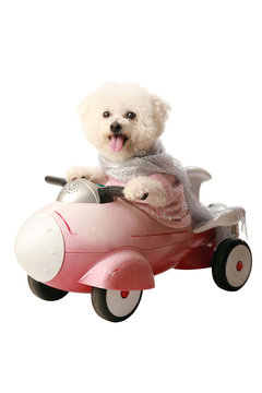 Fifi The Bichon Frise Loves Her Rocket Car, Isolated On White