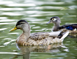 Duck