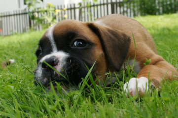 Fototapeta premium Deutscher Boxer Welpe