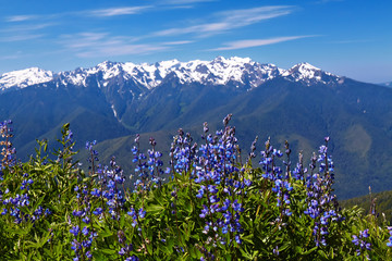 Hurricane Ridge