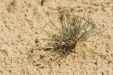 Desert grass tussock