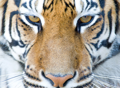 tiger