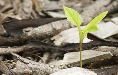 Growing seedling
