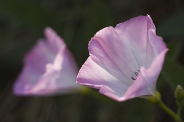 bindweed