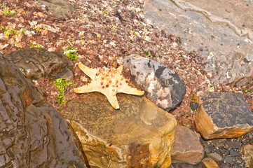 Fototapeta na wymiar starfish on ocean