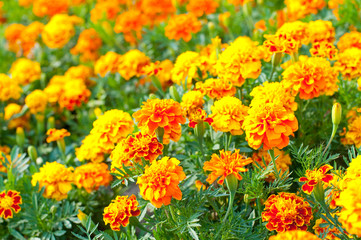 French marigold