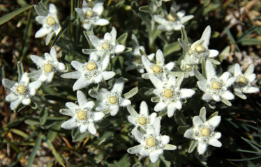 Bouquet d'Edelweiss dans son milieu naturel