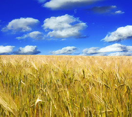 wheat and sky