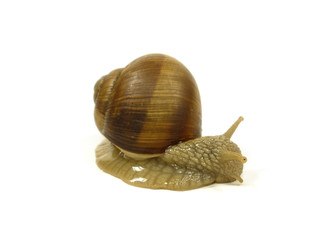grape snail