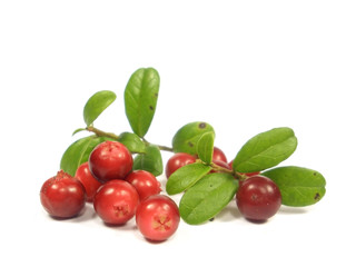 foxberry