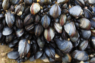 moule coquillage coquille crustacé rocher mer océan accrocher