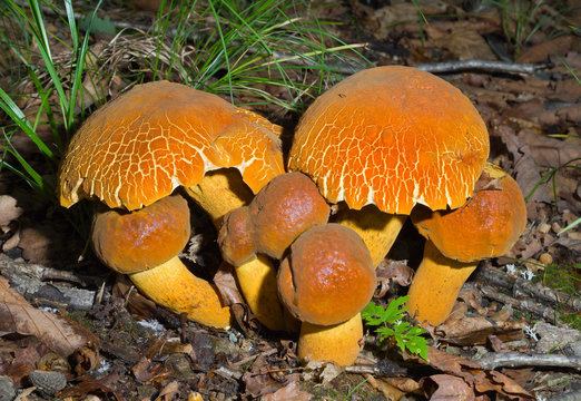 Mushrooms (Leccinium extremiorientale) 4