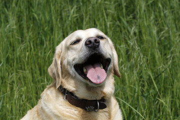 Labrador Retriever