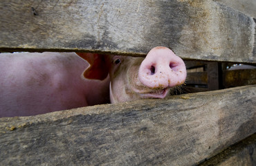 close-up of a pig snout