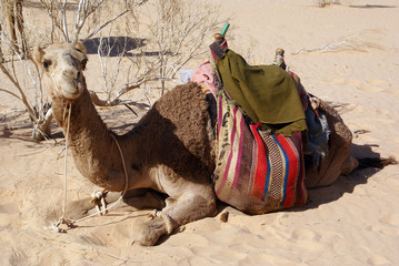 Fototapeta premium Big camel