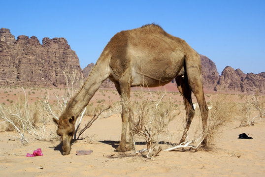 Big camel