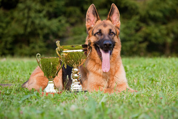 German Sheepdog with cups laying on the grass