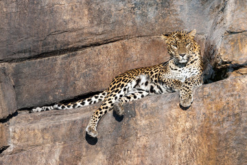 Leopardo vigilando en una roca