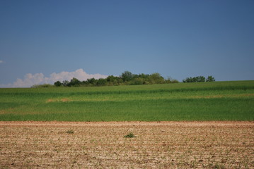 Campo di grano