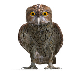 Tawny Owl Bird. 3D rendering with clipping path and shadow over