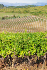 Fototapeta na wymiar vineyard in croatia